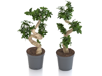 Ginseng Ficus Fortune Tree Banyan Bonsai model