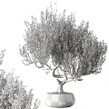 Potted Olive Tree With Twisted Trunk And Lush Green Leaves For Indoor Decoration