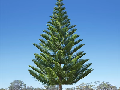 Tall Evergreen Arbor with Lush Foliage Against Clear Blue Sky and Distant Trees 3d model
