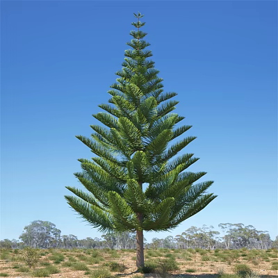 Greening Tree Southern Chinese fir tree 3d model Greening Tree Southern Chinese fir tree 3d model