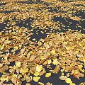 Fallen Autumn Leaves Scattered On Dark Ground With Yellow Brown Tones