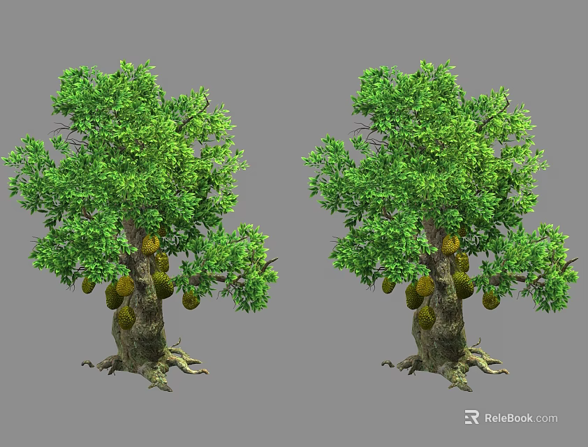 Jackfruit Trees with Lush Green Foliage Hanging Fruits Thick Trunks and Exposed Roots 3d model 