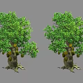 Jackfruit Trees with Lush Green Foliage Hanging Fruits Thick Trunks and Exposed Roots