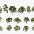 Various Arbor Tree Varieties Showcasing Different Foliage and Canopy Shapes 3d model