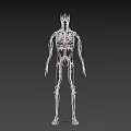 Human Body Organ System Showing Blood Vessels and Circulatory Network Anatomical Structure