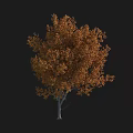 Deciduous Tree with Orange Yellow Leaves and Gray Trunk Against Black Background 3d model