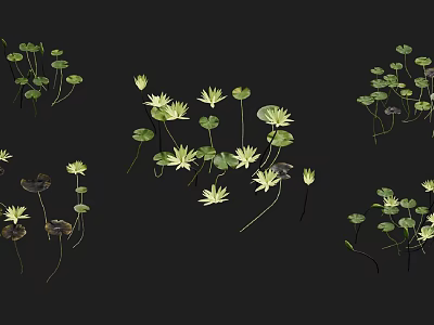 Aquatic Plants With Floating Green Leaves And White Water Flowers 3d model