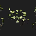 Aquatic Plants With Floating Green Leaves And White Water Flowers