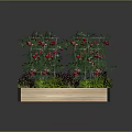 Tomato Plants With Red Fruits And Mixed Green Purple Foliage In Wooden Planter Box