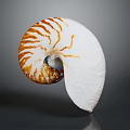 Nautilus Shell With Orange And White Striped Spiral On Gray Background