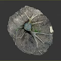 Rustic Wooden Tree Stump Decor With Natural Stone Base And Exposed Roots Design