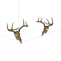 Two Natural Deer Skulls With Antlers Displayed On White Background