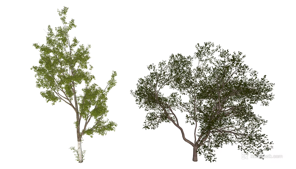 Two Healthy Arbor Trees With Lush Green Foliage And Distinct Branch Structures 3d model 