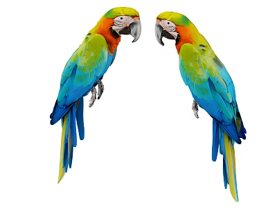 Two Colorful Tropical Parrots With Vibrant Feathers Perched Facing Each Other 3d model