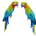 Two Colorful Tropical Parrots With Vibrant Feathers Perched Facing Each Other