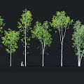 Display of Various Birch Trees with Green Leaves and White Trunks in Different Shapes