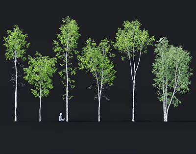Display of Various Birch Trees with Green Leaves and White Trunks in Different Shapes 3d model