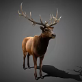 Realistic 3D Rendering Of Brown Elk With Large Antlers Standing On Gray Background