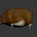 Brown Wild Boar With White Underbelly Pointed Ears And Small Horns On Black Surface