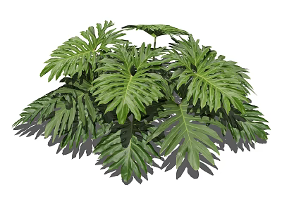 Lush Tropical Green Plant With Vibrant Large Leaves For Indoor Decoration 3d model