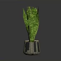 Green Leaf Plant With Striped Pattern In Gray Textured Ceramic Pot
