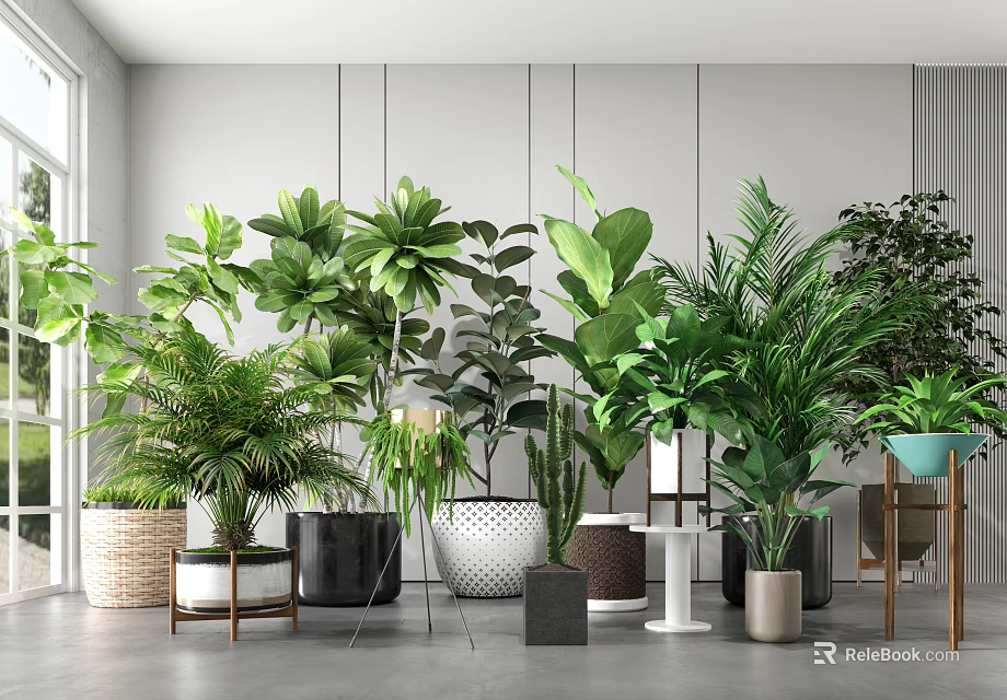 Indoor Potted Green Plants With Different Sizes Shapes And Colorful Pots In Interior With Natural Light 3d model 