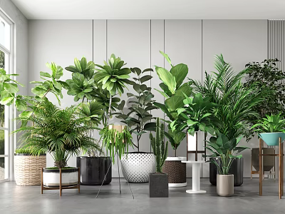 Indoor Potted Green Plants With Different Sizes Shapes And Colorful Pots In Interior With Natural Light 3d model