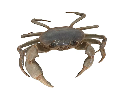 Aquatic Animal Crab with Brown Shell Long Claws and Segmented Legs in Water 3d model