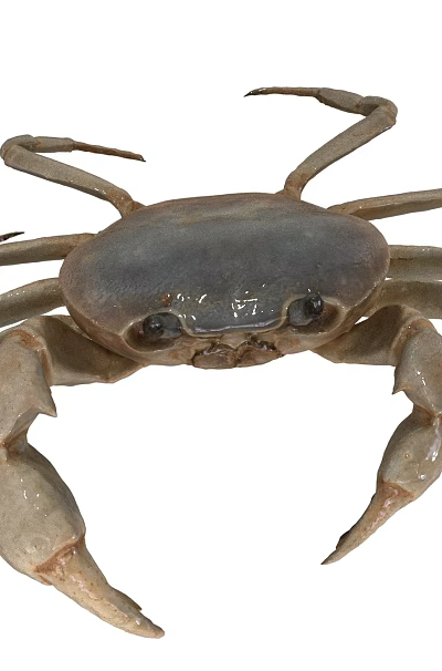 Aquatic Animal Crab with Brown Shell Long Claws and Segmented Legs in Water 3d model Aquatic Animal Crab with Brown Shell Long Claws and Segmented Legs in Water 3d model
