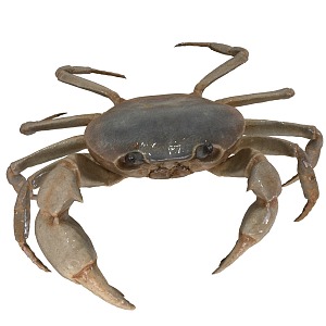 Crab 3d model