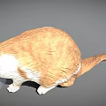 Cute Orange And White Domestic Cat Eating From Food Bowl