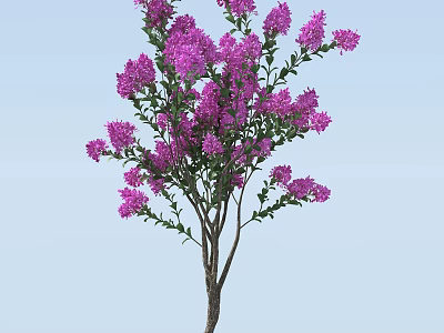 Vibrant Tree with Lush Green Foliage and Blooming Purple Flowers 3d model