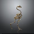 Detailed Golden Ostrich Skeleton Showing Skeletal Organs And Anatomical Features On Gray Background