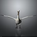 White Pelican with Spread Wings and Crested Head Standing On Smooth Surface Gray Gradient Background 3d model