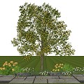 Tree Garden Flower Tree Tree Osmanthus Tree Osmanthus Tree Landscape Flower Tree Plant Combination Flower 3d model