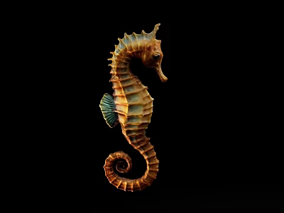 Unique Detailed Golden Aquatic Seahorse With Spiral Tail On Black Background 3d model
