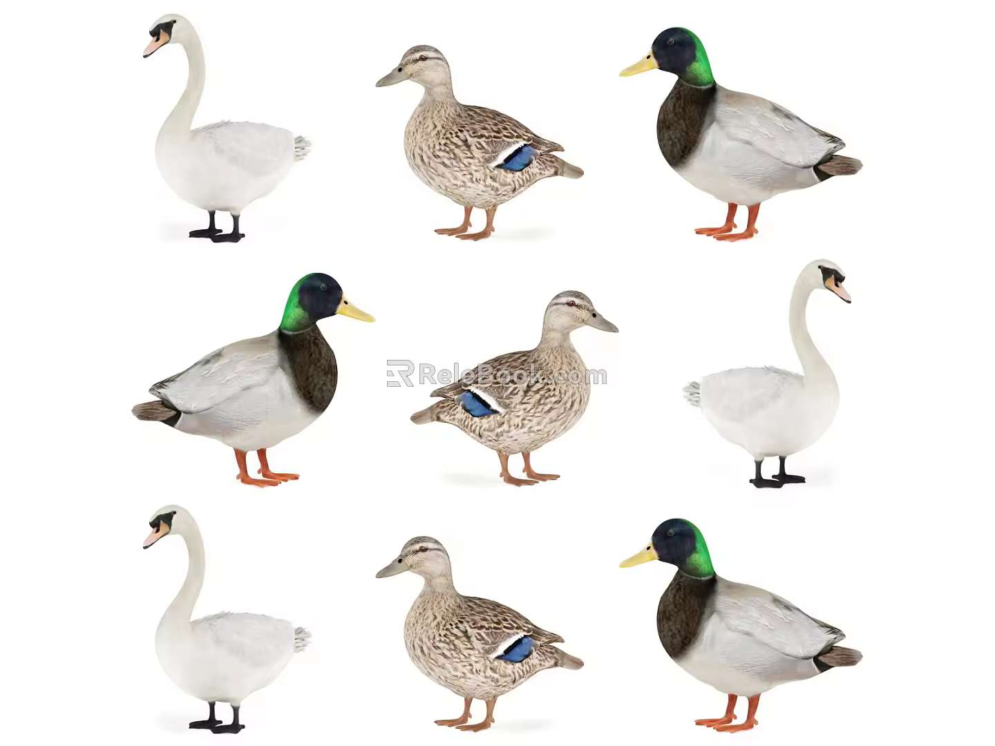 Modern Duck Poultry 3d model