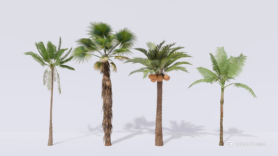 Tropical Palm Trees with Green Fronds Brown Trunks and Coconut Fruits 3d model 