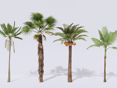 Tropical Palm Trees with Green Fronds Brown Trunks and Coconut Fruits 3d model