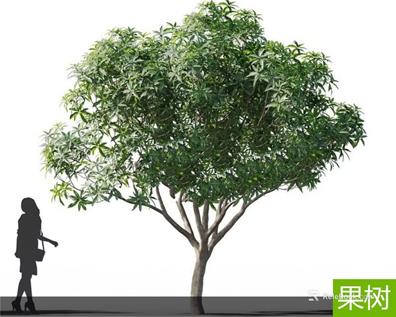 Fruit Tree With Lush Green Leaves And Person Silhouette Standing Nearby 3d model 