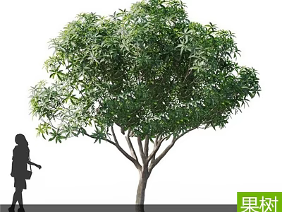 Fruit Tree With Lush Green Leaves And Person Silhouette Standing Nearby 3d model