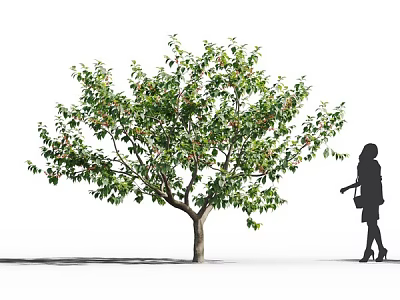 Tall Arbor with Green Leaves Standing Beside Walking Woman Carrying Handbag 3d model