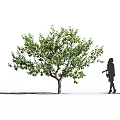 Tall Arbor with Green Leaves Standing Beside Walking Woman Carrying Handbag