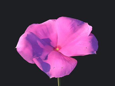 Pink Flower with Large Petals Yellow Center and Small Black Spots on Black Background 3d model