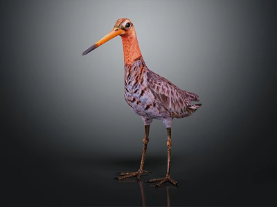 Colorful Vibrant Feathered Long Beaked Bird with Orange Head Standing on Dark Background 3d model