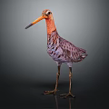 Colorful Vibrant Feathered Long Beaked Bird with Orange Head Standing on Dark Background