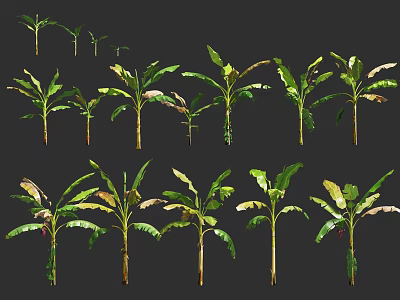 Healthy Banana Trees Of Various Sizes Producing Fresh Ripe Bananas 3d model