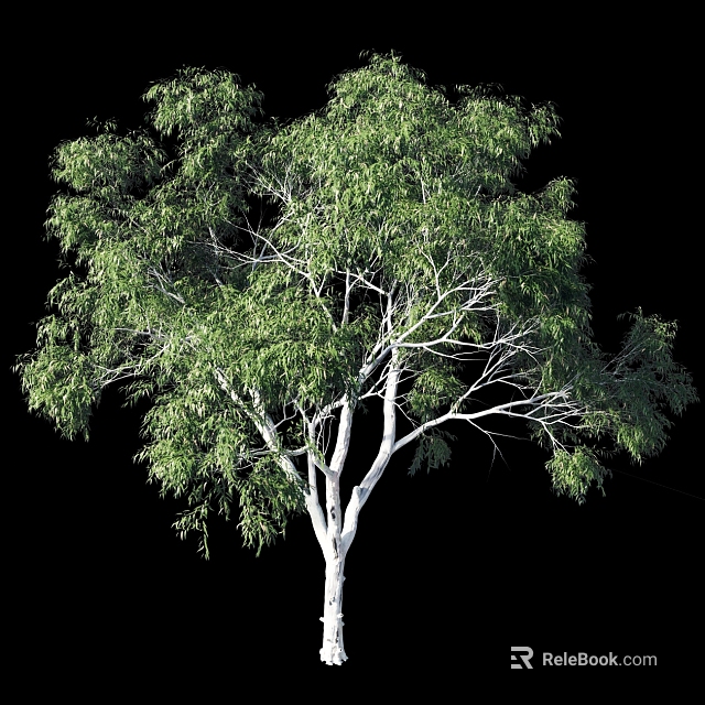 Lush Green Leafy Tree With White Trunk Isolated Against Black Background For Landscape Design 3d model 