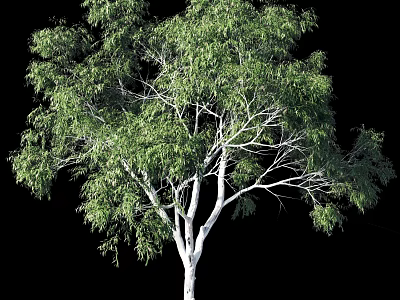 Lush Green Leafy Tree With White Trunk Isolated Against Black Background For Landscape Design 3d model