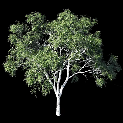 Lush Green Leafy Tree With White Trunk Isolated Against Black Background For Landscape Design 3d model